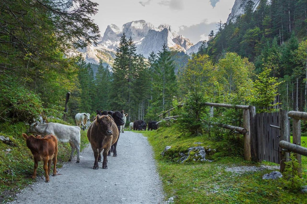 Almsternderl 2.0 - Gemuetliches Appartment In Gosau Exteriér fotografie